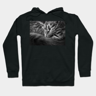 moody kitten b&w Hoodie